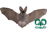 گونه خفاش گوش بلند قهوه‌ای Brown Long-eared Bat 